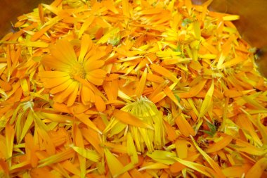 Calendula krem yapma