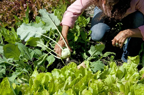 Kohlrabi fresco escolhido do jardim — Fotografia de Stock