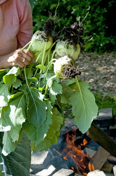 Fresh kohlrabi picked from the garden — Stock Photo, Image
