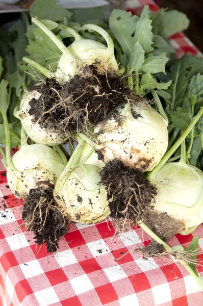 Kohlrabi fresco recogido del jardín — Foto de Stock