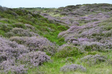 Heath, ada Texel