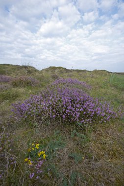 Heath, ada Texel
