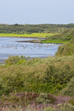 Kaşık ve özel diğer kuşlar