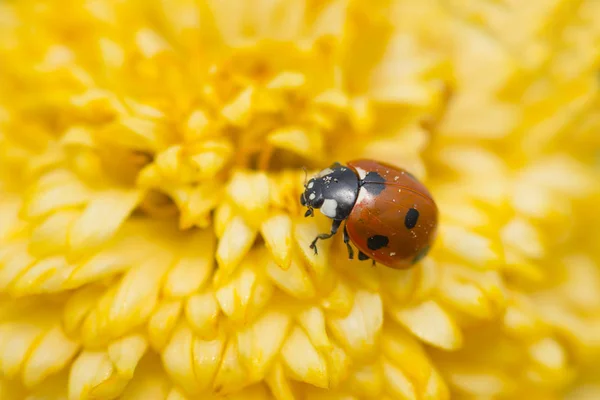 Mariquita roja en una flor amarilla — Foto de Stock