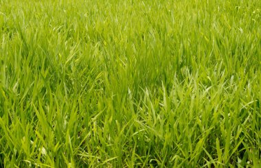 Background of green Pasture Ryegrass field  clipart