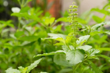 Taze fesleğen çiçek ve fesleğen yaprağı bitki Bahçe