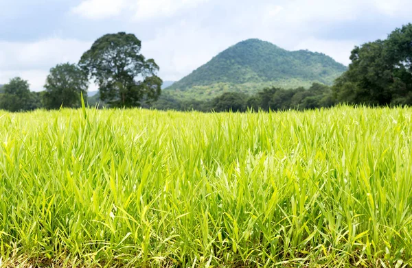 Kırsal çimen Dağları ve ağaç ile eğe 