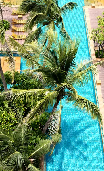 Árbol de coco con piscina azul — Foto de Stock