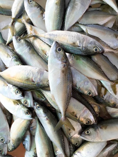Fresh mackerel fish at seafood market — Stock Photo, Image