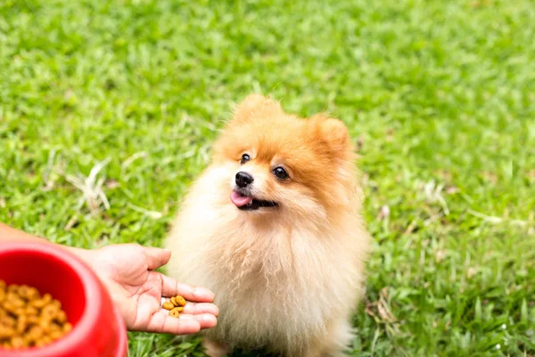 Seleccionado foco perros ojo marrón perro pomerania tener un poco de comida —  Fotos de Stock