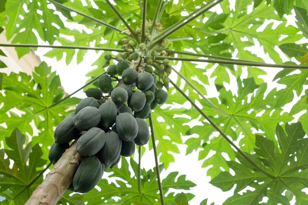 Papaya tree with papaya fruits and branch