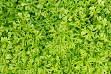 Yeşil fern arka plan desen doku 