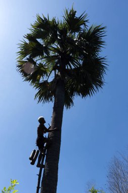 Kimliği belirsiz 70 yaşındaki adam şeker palmiye ağacı 