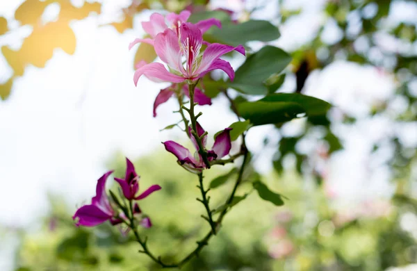 Anggrek Hong Kong, ungu atau bunga Bauhinia mekar — Stok Foto