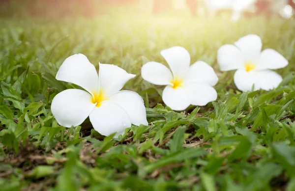 Fokus terpilih bunga plumeria putih pada rumput hijau dengan sunligh — Stok Foto