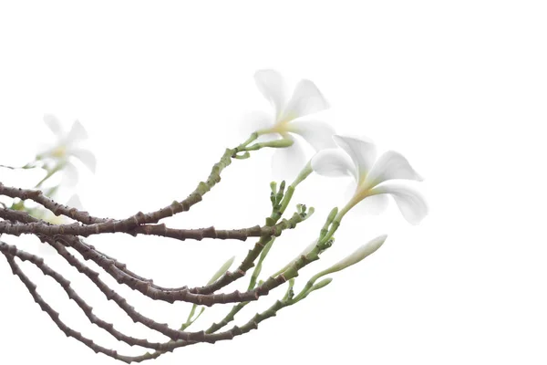 Beautiful and soft white Frangipani or Plumeria flower isolated — Stock Photo, Image