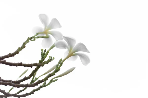 Beautiful and soft white Frangipani or Plumeria flower isolated — Stock Photo, Image