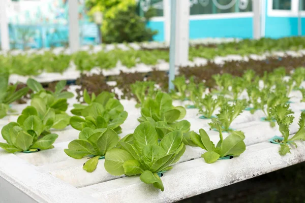Fresh lettuce in Organic hydroponic vegetable cultivation farm — Stock Photo, Image
