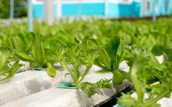 Fresh lettuce in Organic hydroponic vegetable cultivation farm — Stock Photo, Image