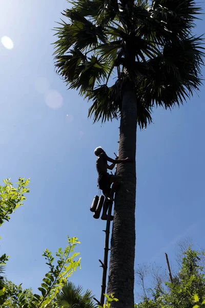 Hombre de 70 años sin identificar trepando una palmera de azúcar — Foto de Stock