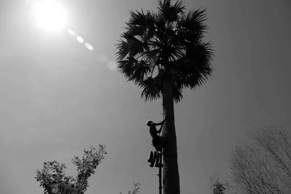 Unidentified 70 year old man climbing a sugar palm tree — Stock Photo, Image