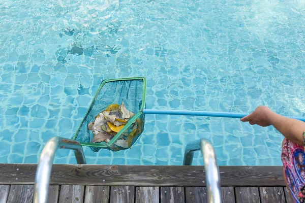 Woman cleaning swimming pool of fall leaves with cleaning net