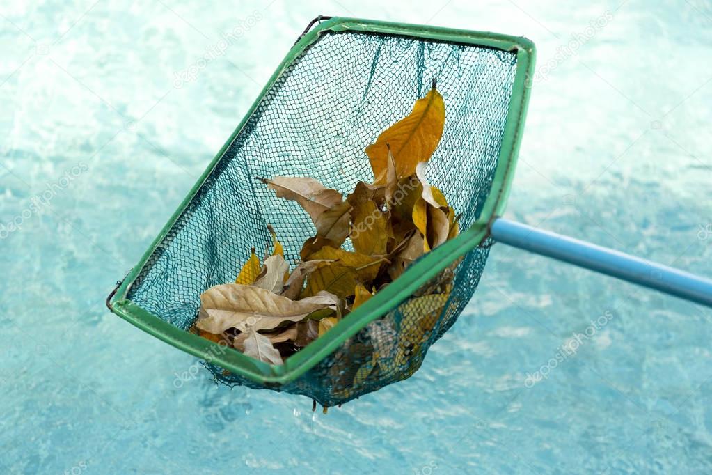 Cleaning swimming pool of fall leaves with cleaning net