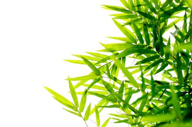 İzole arka plan yeşil bambu yaprakları
