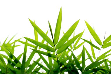 İzole arka plan yeşil bambu yaprakları