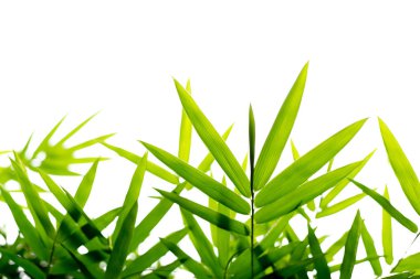 İzole arka plan bambu yaprakları