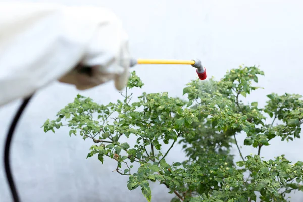 Agricultor pulverizando inseticida na planta de pimenta — Fotografia de Stock