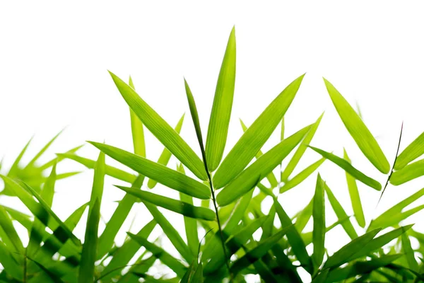 İzole arka plan yeşil bambu yaprakları
