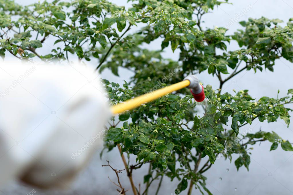 Farmer spraying insecticide on chilli plant