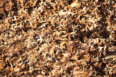 Arka plan doku kuru düşen yapraklar sonbaharda 