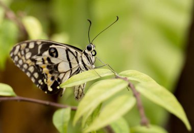 Bir dalda oturma portre kelebek 