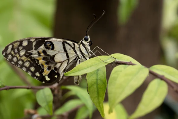 Gros plan papillon assis sur une branche — Photo