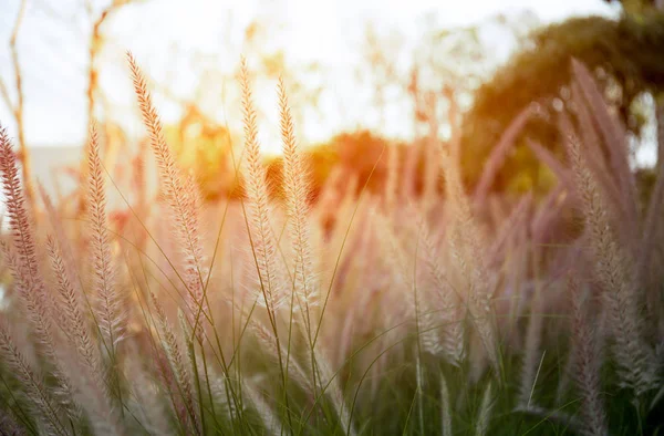 Gras Blume Hintergrund Textur bei Sonnenuntergang Licht — Stockfoto
