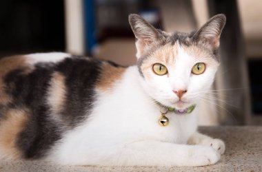 Tay kedi kameraya mermer sandalye üzerinde oturan