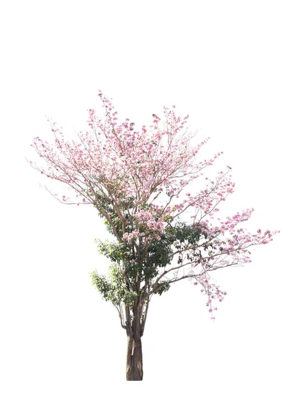 Wild himalayan cherry on tree isolated — Stock Photo, Image