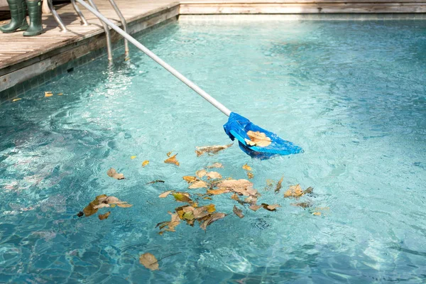 Cleaning swimming pool of fallen leaves with blue skimmer — Stock Photo, Image