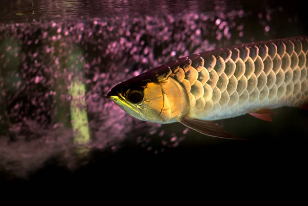 Pez arowana dorado o pez dragón en pecera aislada —  Fotos de Stock