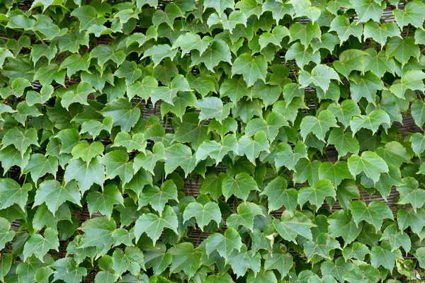 緑の葉の f と理想的な壁背景テクスチャ — ストック写真