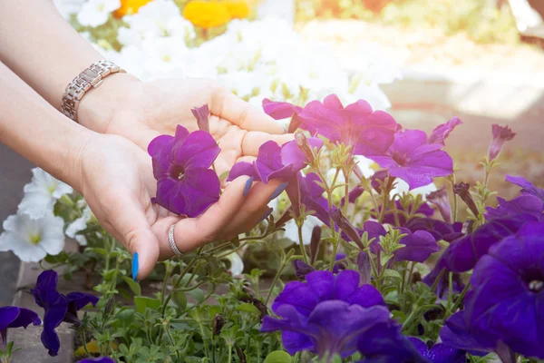 Woman hand holding purple flower in the garden — Stock Photo, Image