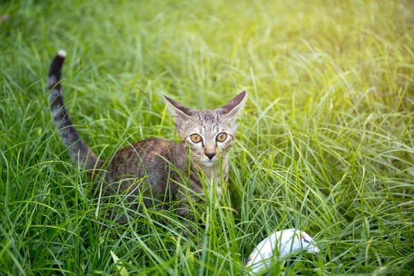 Маленький котенок, играющий на траве, смотрит в камеру — стоковое фото