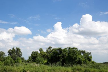 Güzel beyaz bulutlar mavi gökyüzü ve yeşil çalılar 