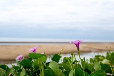 Keçi ayağı sarmaşık veya Morning glory beach çiçek çiçeklenme 