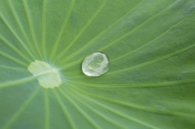 damla su lotus yaprağı üzerinde 