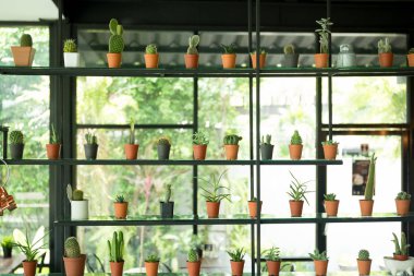 Metal raf üzerinde küçük tencerede küçük kaktüs