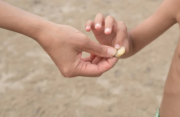 Mother and son hand holding sea shells