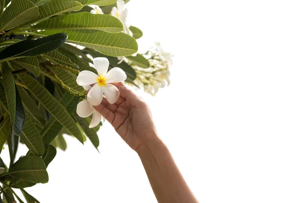 Жінка рука на франгіпані або квітка сливи ізольовані — стокове фото